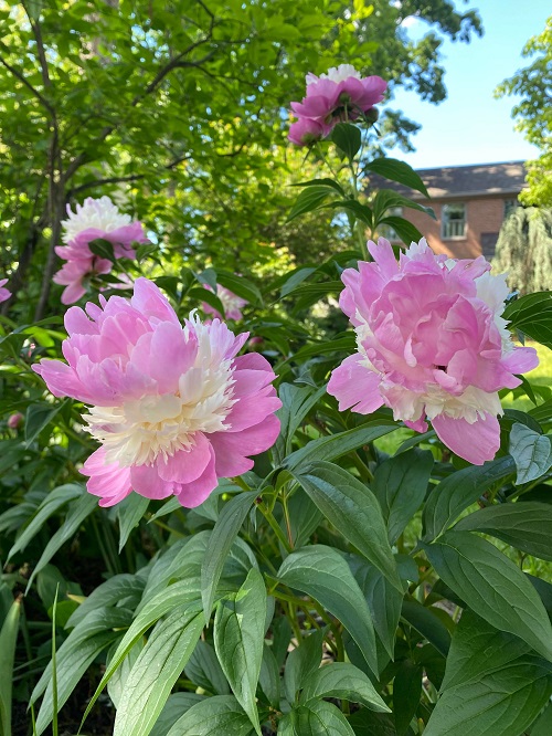 Pink Peony Varieties 49