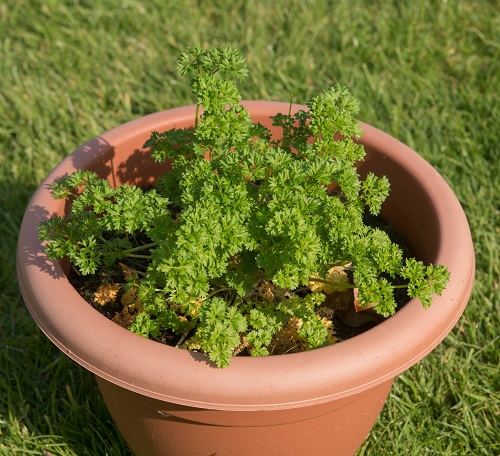 Parsley Varieties 1