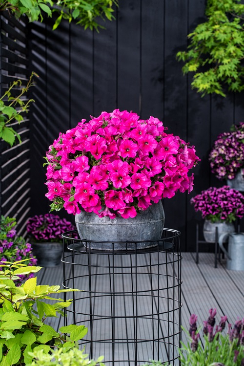 Hot Pink Flowers 1