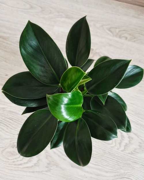 Philodendron Green Princess