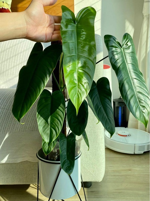 Philodendron Sharoniae