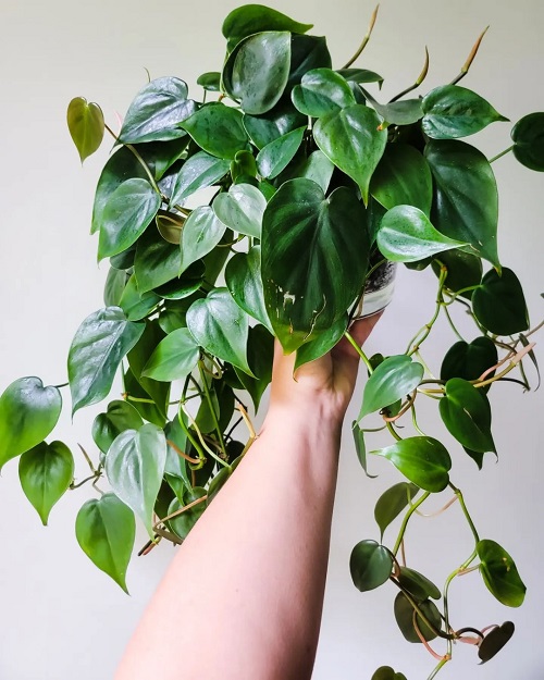 Philodendron Hederaceum Care and Growing Guide 4