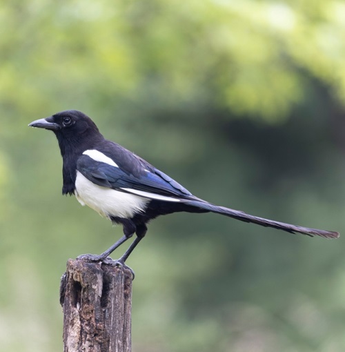 Birds with White Stripes on Wings19