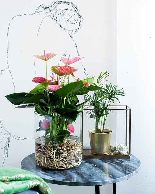 Pink Indoor Plants to Grow in Water5