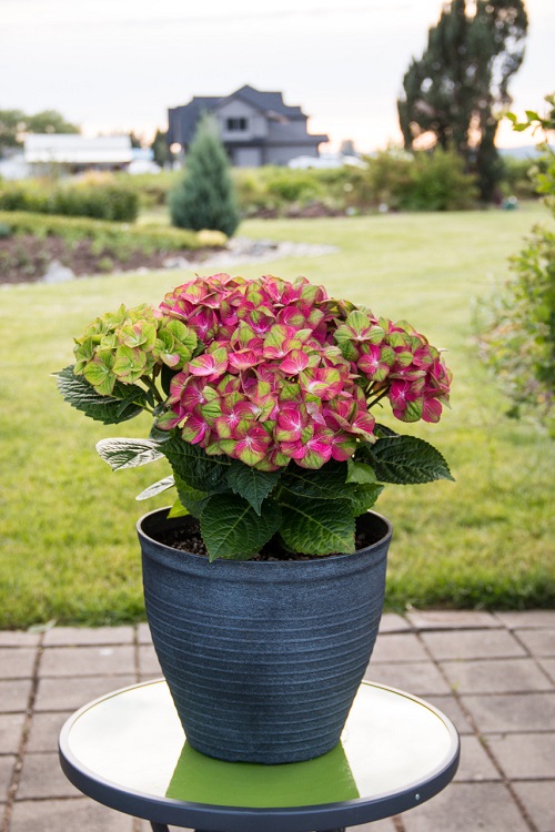 Pistachio Hydrangea 3