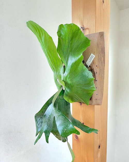 Staghorn Fern Varieties 13