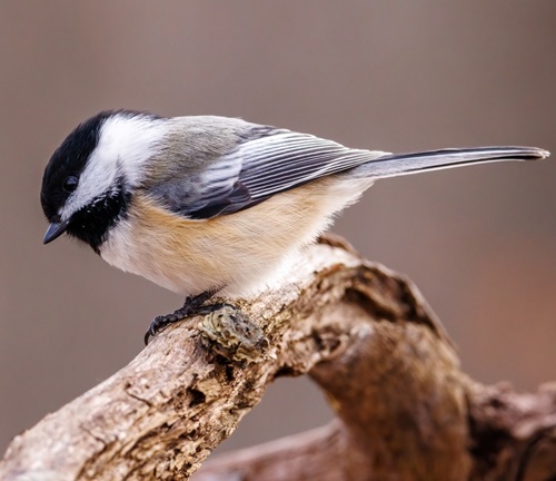 Birds with White Stripes on Wings17