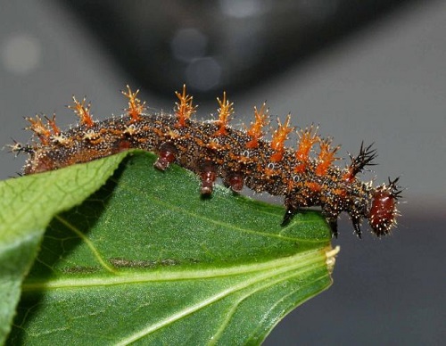  Orange and Black Caterpillars 5