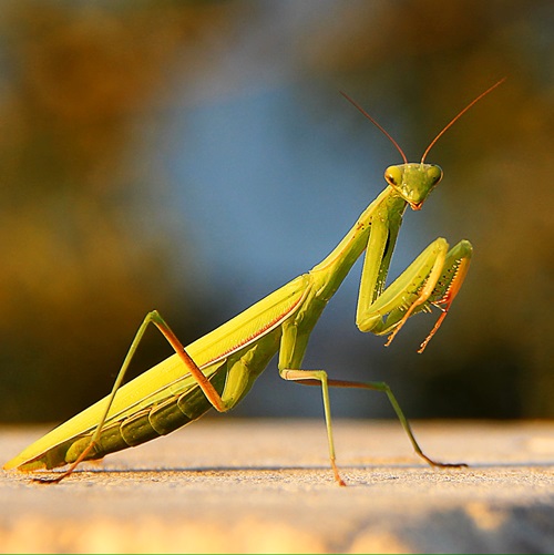 Seeing a Green Praying Mantis Meaning 1