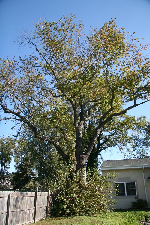 Trees With Smooth Gray Bark 15