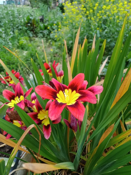 Red Flowers With Yellow Center 25