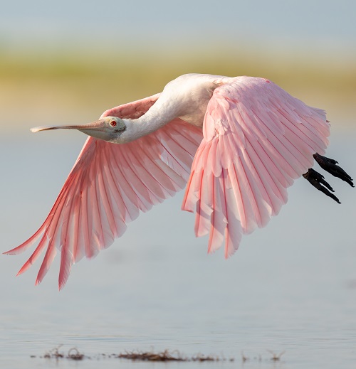 Birds With Long Necks 25