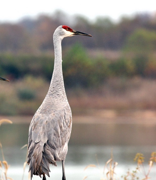 Birds With Long Necks 5