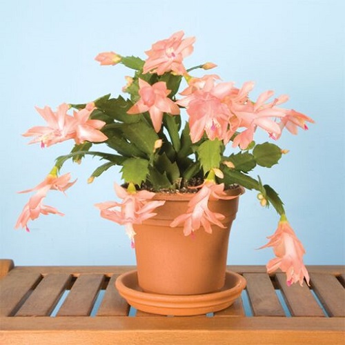 Types of Christmas Cactus Varieties 1