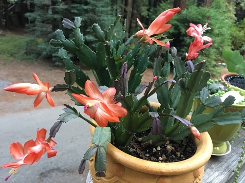 Types of Christmas Cactus Varieties 5