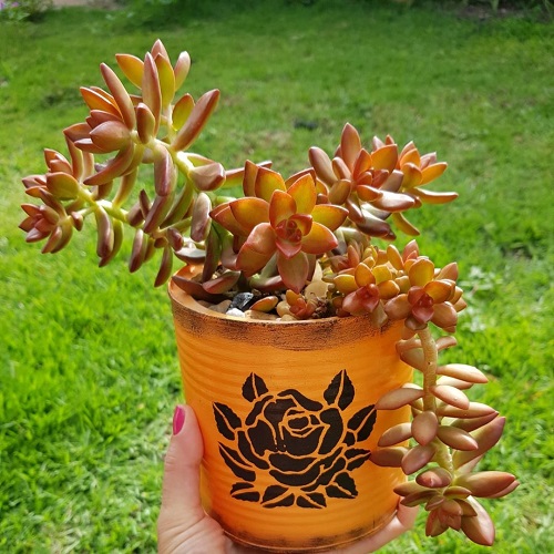 Sedum Nussbaumerianum 2