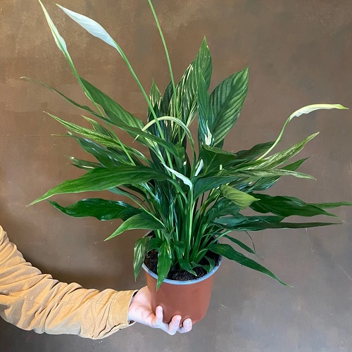 Variegated Peace Lily 5