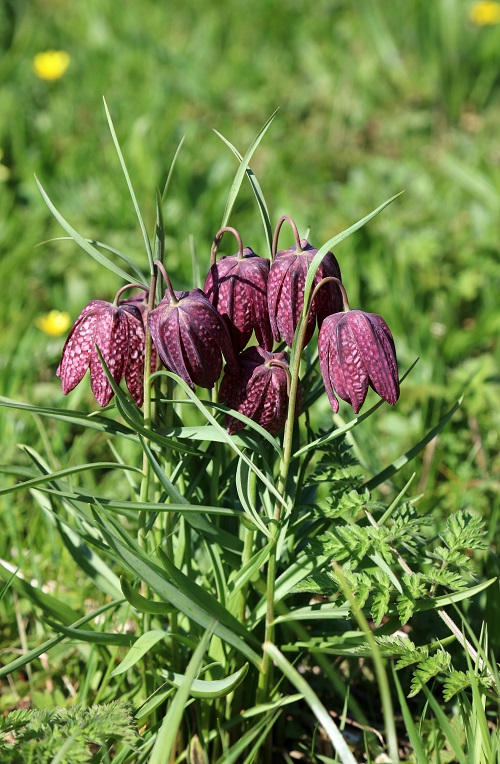 Purple Bulb Flowers 11