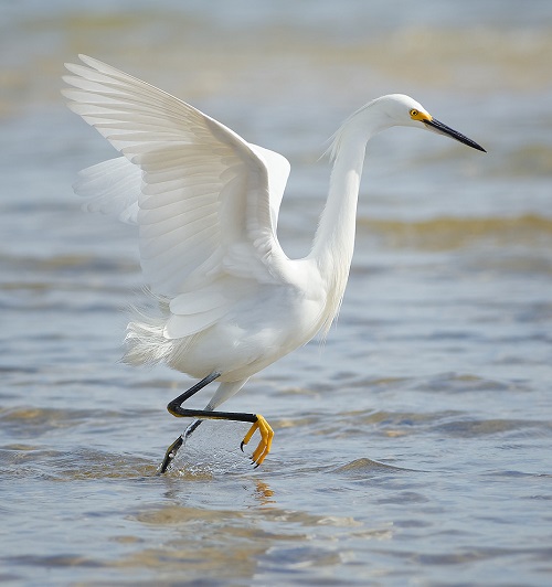 Birds With Long Necks 11