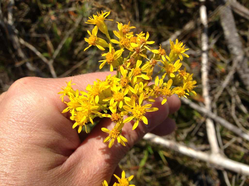 Endangered Flowers in Michigan 3