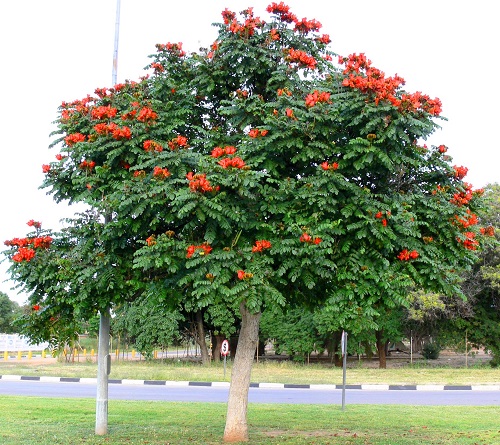 Tropical Plants with Orange Flowers 5