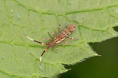 Tiny Bugs in Bathroom 7