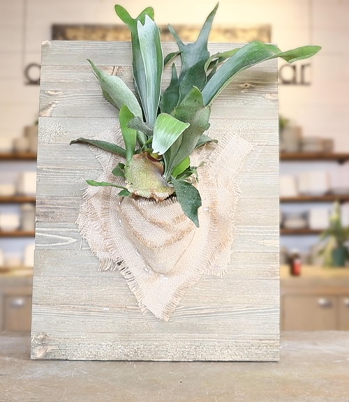 Mounted Staghorn Fern 21