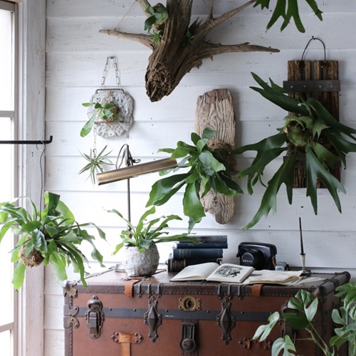 Mounted Staghorn Fern 19