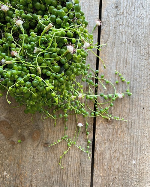 Indoor Creeper Plants 7