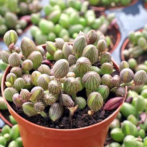 Indoor Plants that Look like Watermelons 1