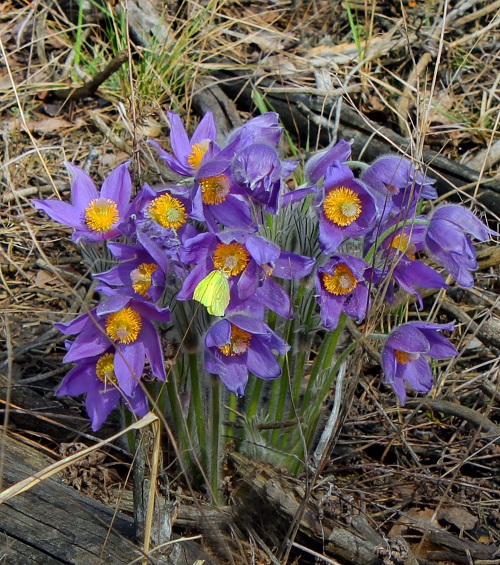 Purple Bulb Flowers 9