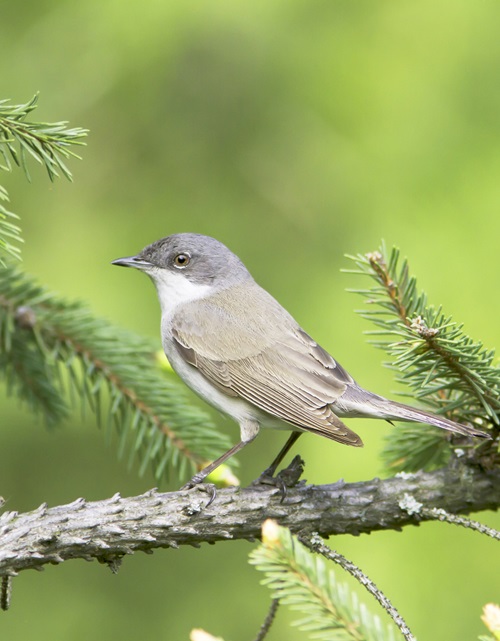 Birds with White Stripes on Wings15