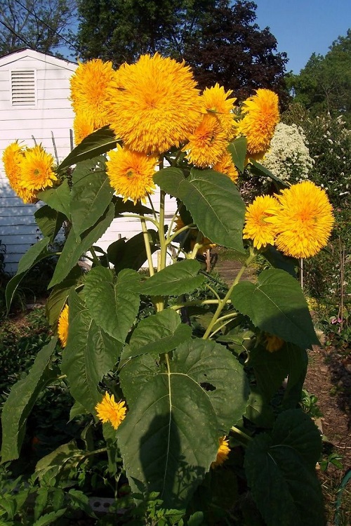 Different Colors Sunflowers 3