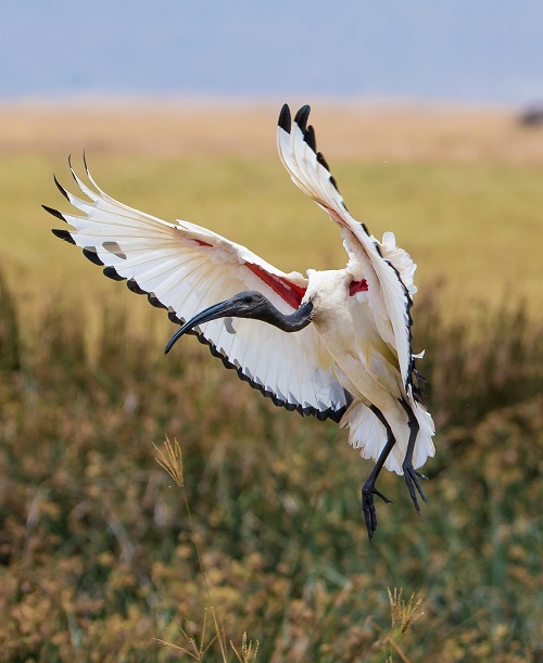 Birds With Long Necks 19