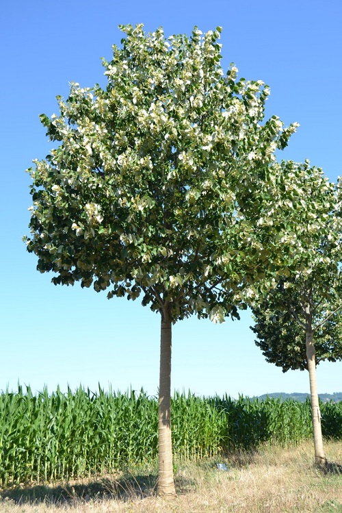 Trees With Smooth Gray Bark 7