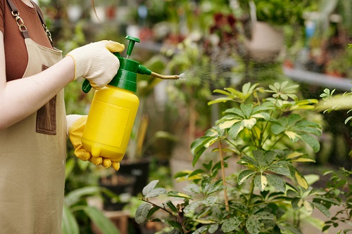 Early Signs of Spider Mites on Plants 2