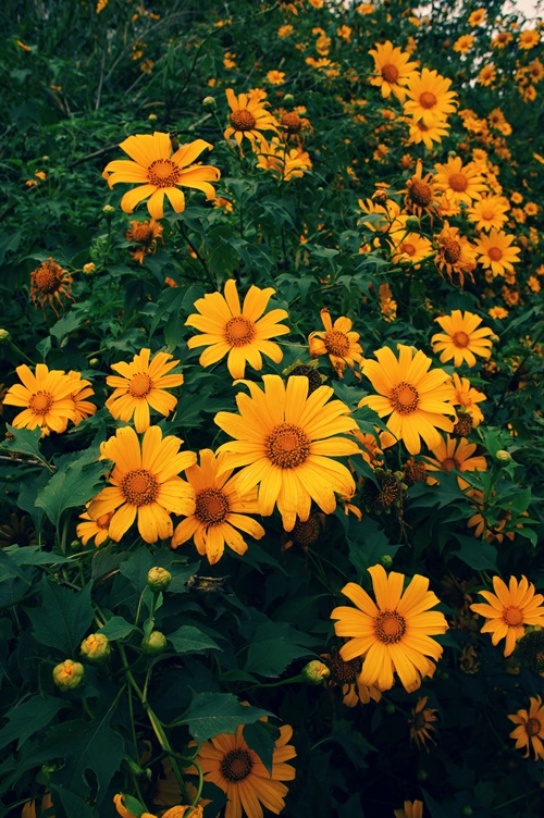 Orange Flowers in Florida 2