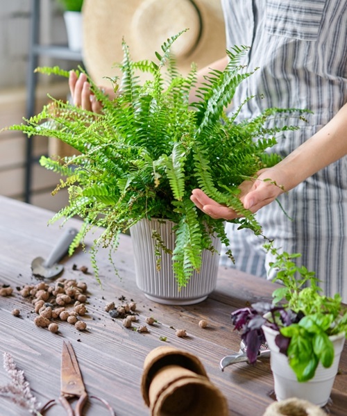 Transplanting Ferns