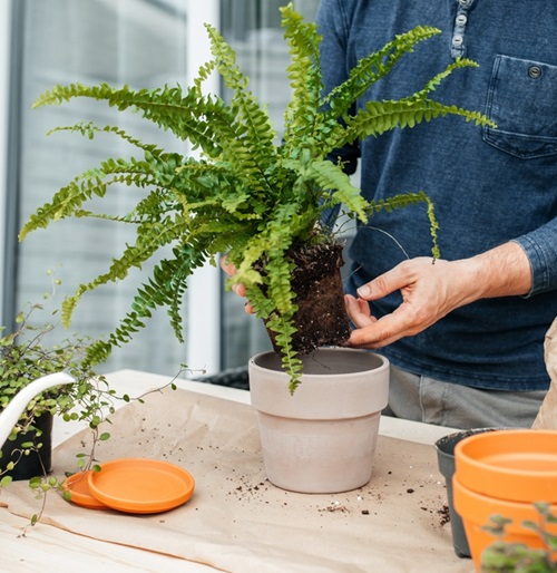 Transplanting Ferns 2