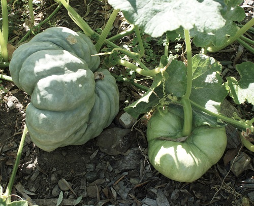 Green Pumpkin Varieties 27