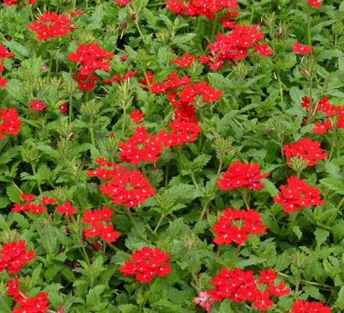 Red Flowers With Yellow Center 11