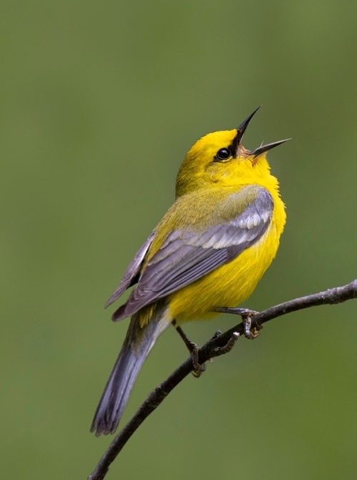 Birds with White Stripes on Wings23