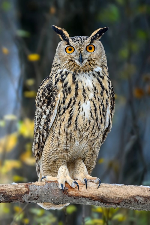 What Does it Mean When You See an Owl 1