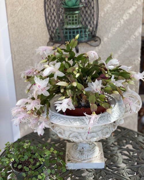 White Christmas Cactus 21