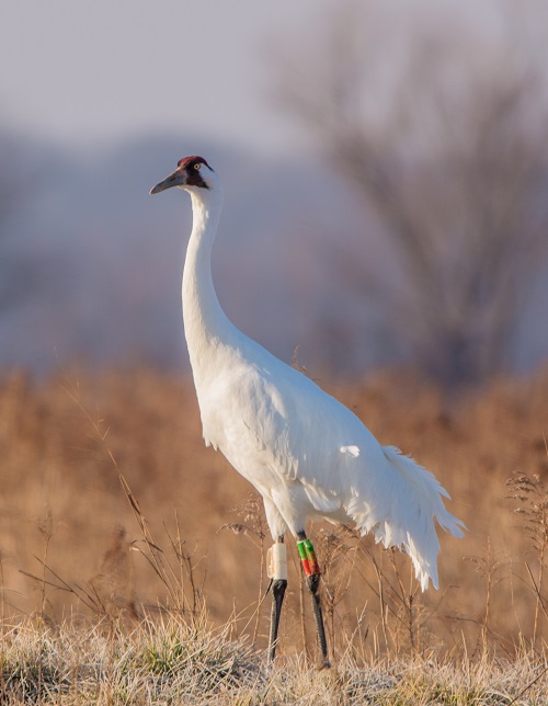 Birds With Long Necks 21