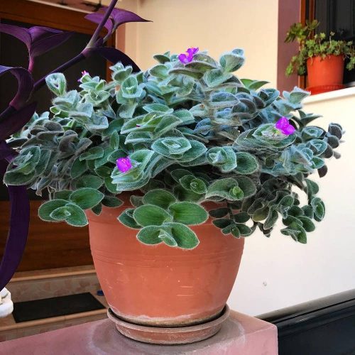 Canadian Houseplants 8