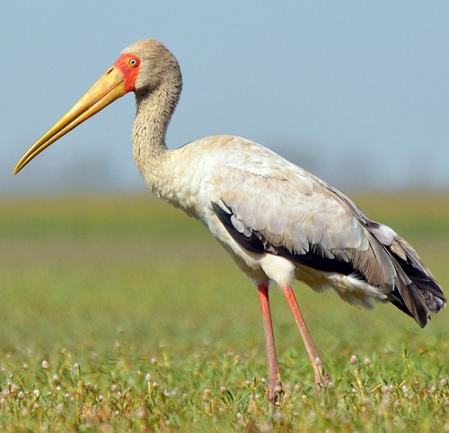 Birds With Long Necks 27