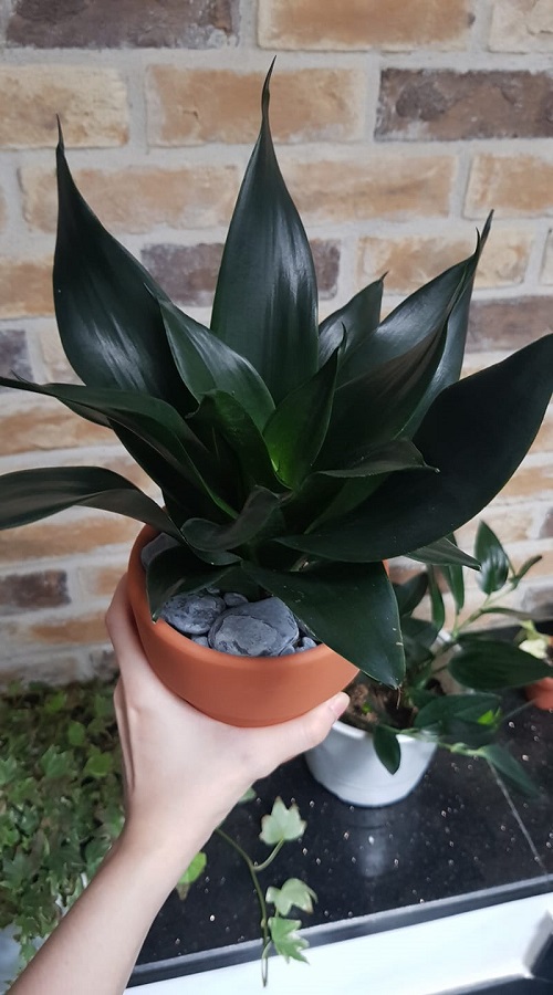 Black Dragon Snake Plant 3