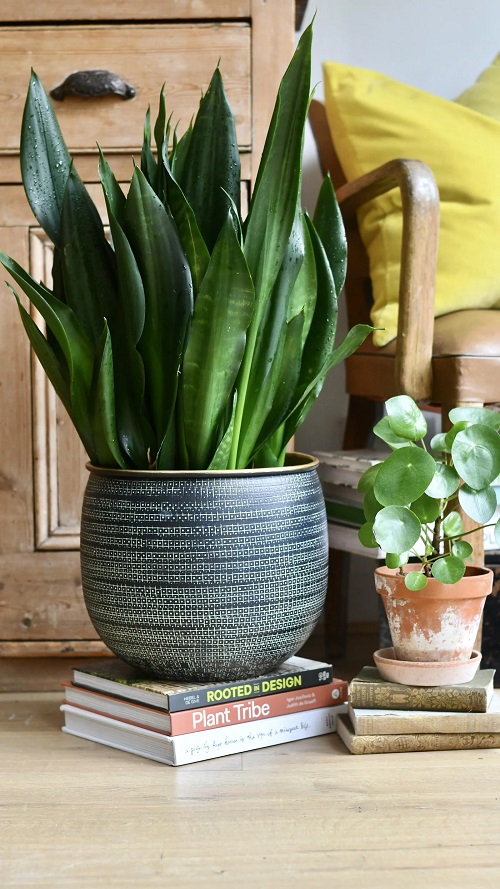 Black Dragon Snake Plant 1