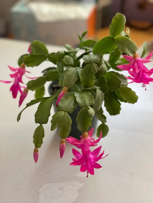 How to Identify a Real Christmas Cactus from a Fake One 5